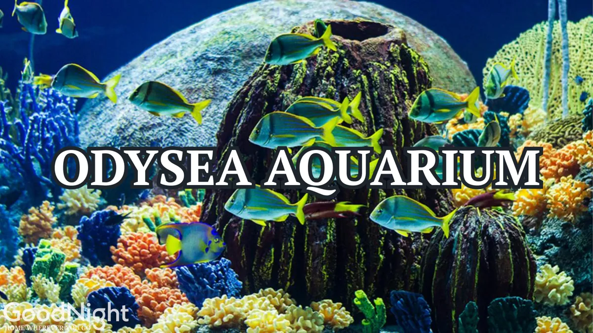 A dazzling underwater view of colorful coral reefs and various species of fish, evoking the excitement of exploring the OdySea Aquarium. The image is vibrant and full of life, representing local attractions for families.